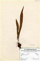 藏品(臺灣劍蕨)的圖片